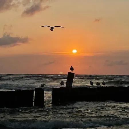 Pelikan - Przy Plazy Dźwirzyno