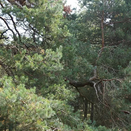 Pelikan - Przy Plazy Lodge