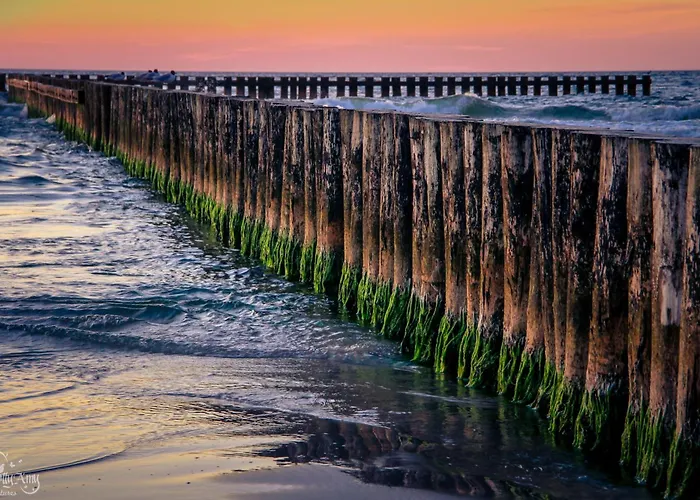 Pelikan - Przy Plazy *