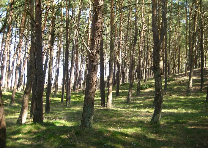 Pelikan - Przy Plazy Lodge Dźwirzyno